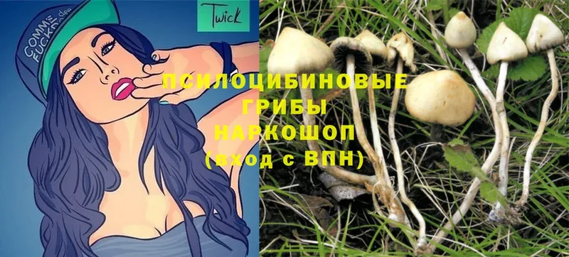 что такое наркотик  Колпашево  гидра онион  Псилоцибиновые грибы MAGIC MUSHROOMS 